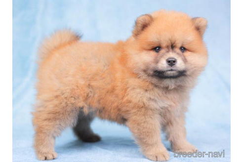成約済の千葉県のミックス犬-199306の4枚目
